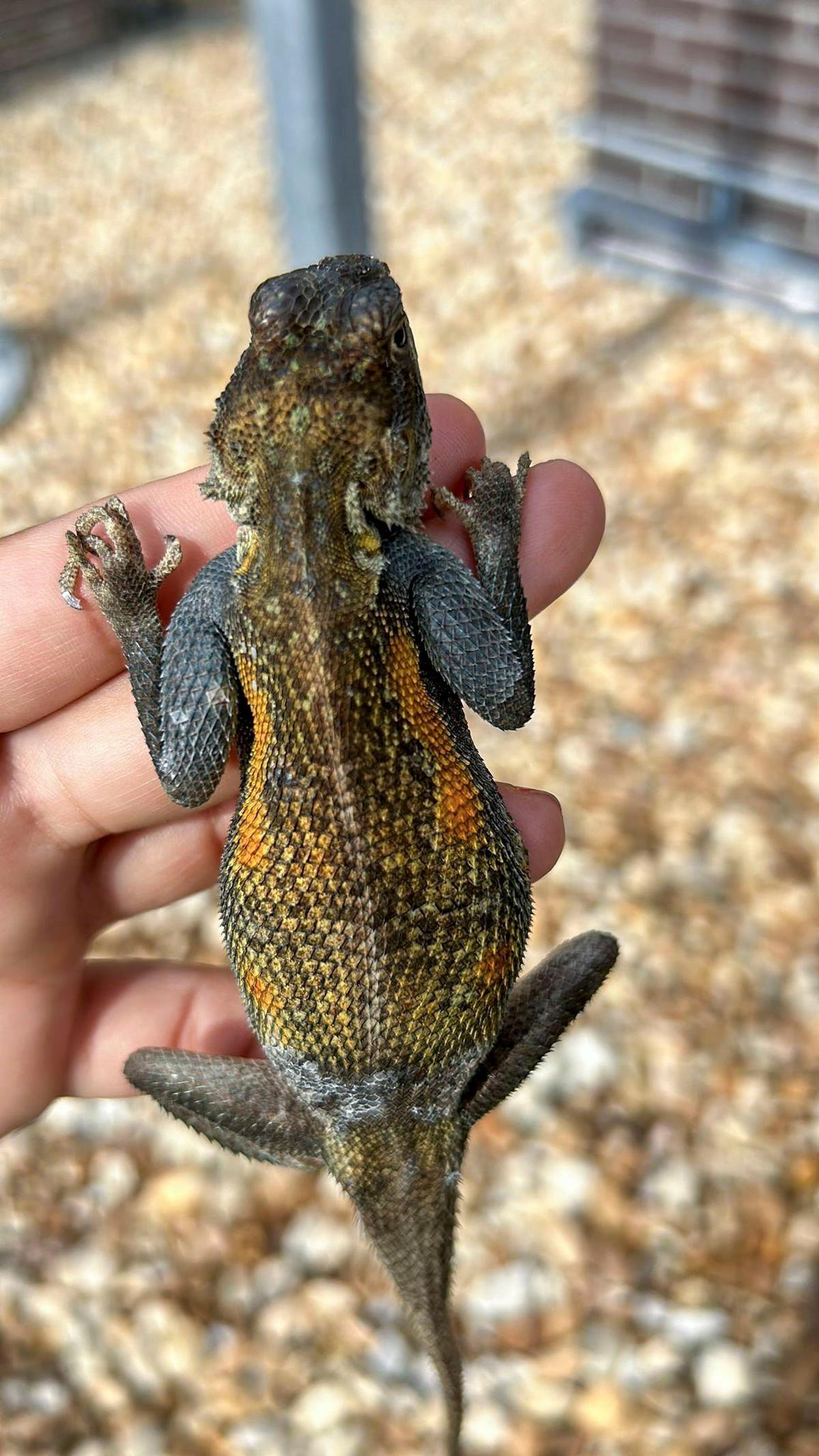 A University of Florida researcher holds a Peter’s rock agama captured as part of a study to assess the invasive lizard’s impact on mosquito populations and diseases.