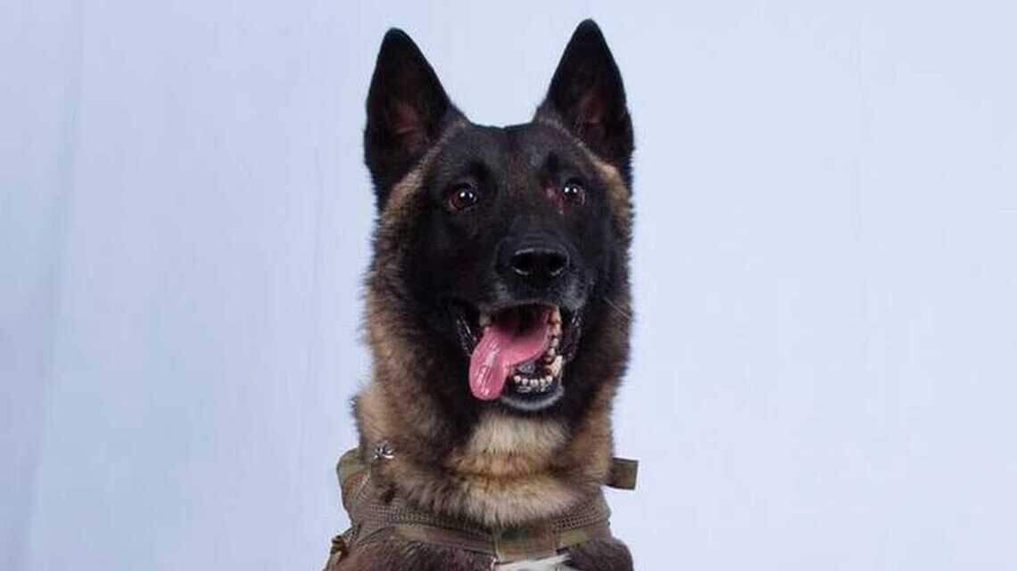 When K9 Conan visits President Trump, which one has to wear the muzzle? | Opinion