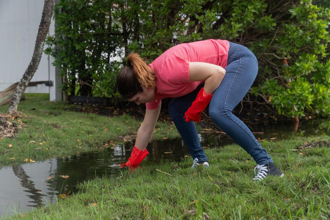 Miami, Florida, October 19, 2024 - Mariam Medina, 26, reaches to sample floodwaters on a street in Miami Shores as part of a citizen science event for Florida International University’s Sea Level Solutions day.