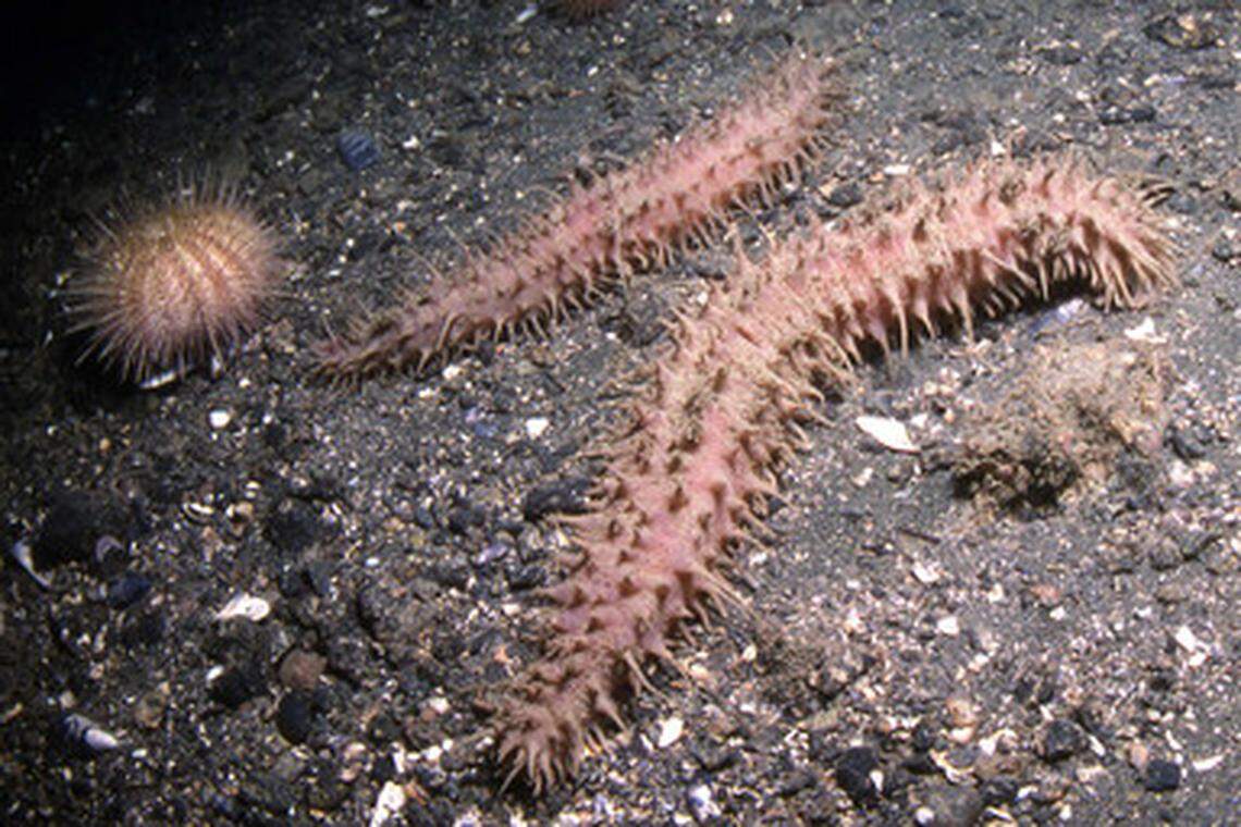The sea cucumber is covered with papillae and uses hundreds of tube feet to move along the rocky sediment.