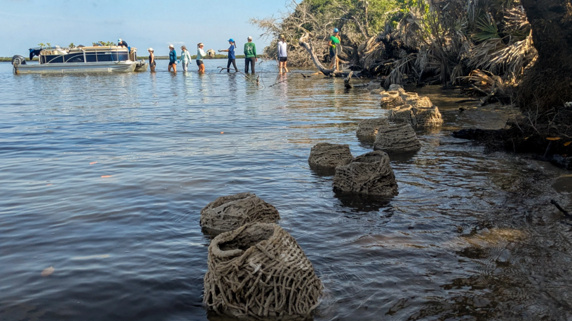Shorebirds in Florida are losing habitat. Living shorelines are part of the solution
