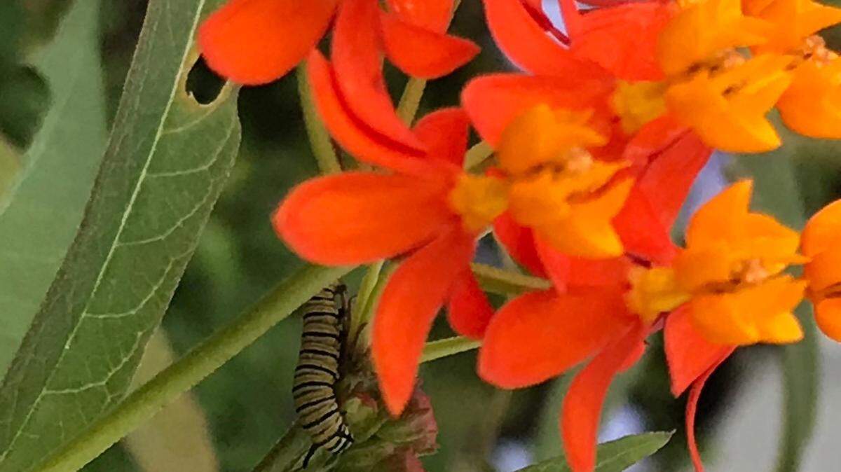 Los hermosos colores de los algodoncillos nativos los hacen doblemente atractivos para muchos jardineros de la Florida.  Como florecen todo el año, también podrían atraer a las mariposas monarca para que se queden en la Florida. O podrían debilitarse demasiado para migrar debido a los parásitos en las plantas.