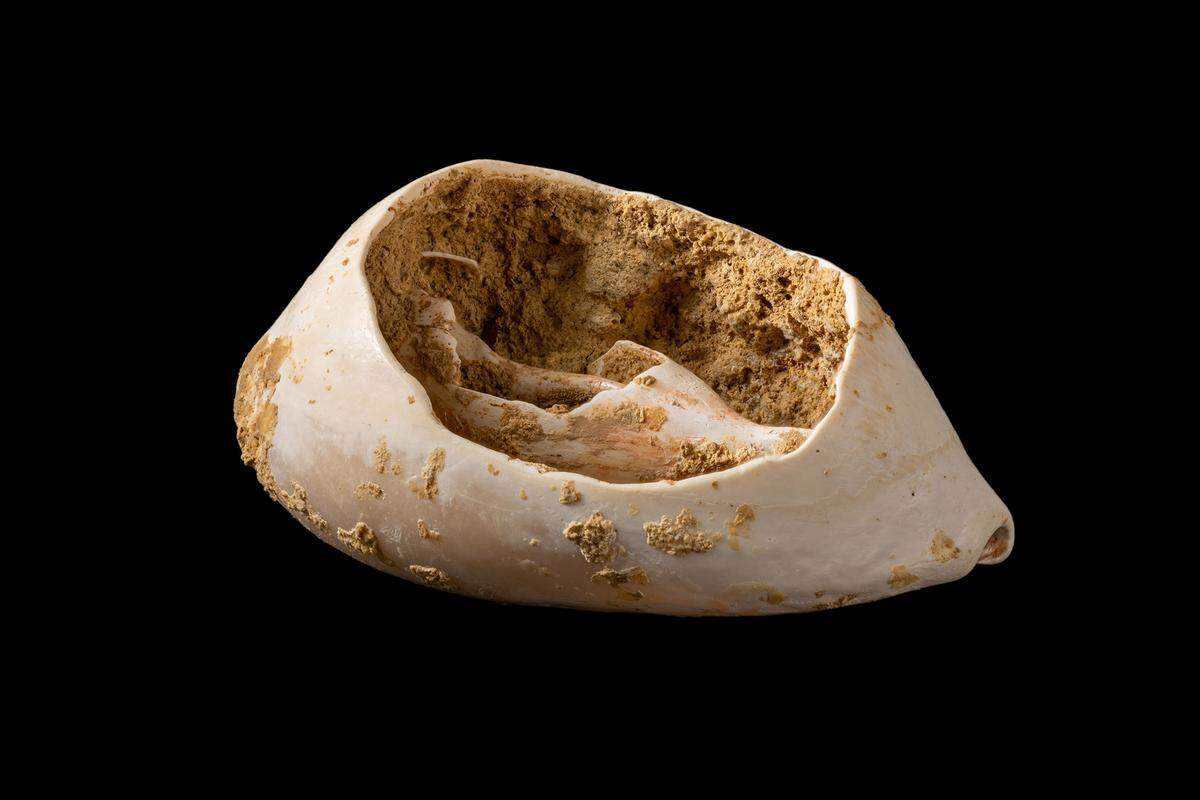 Another seashell with signs of use.