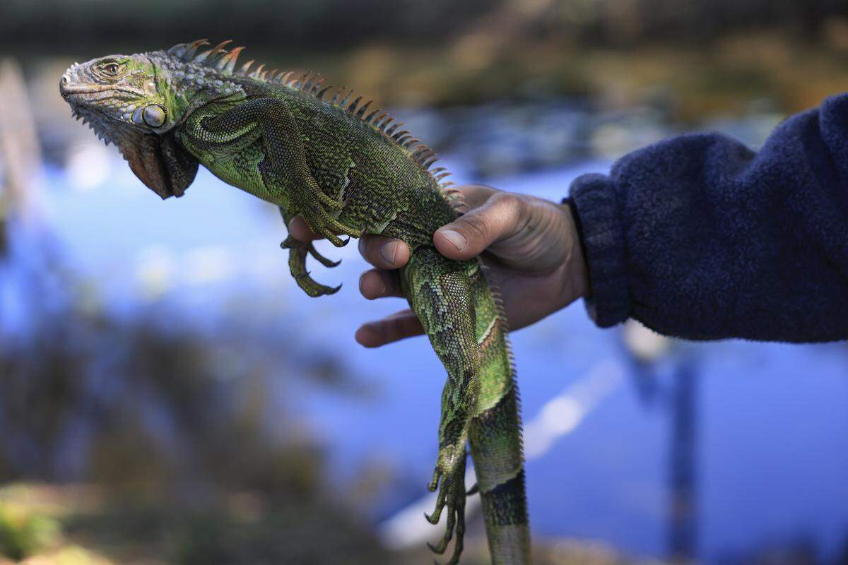 invasive species green iguana