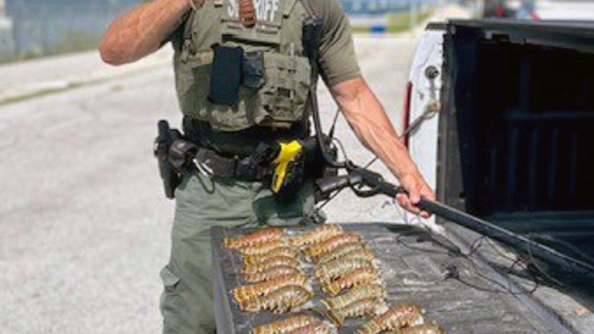 Monroe County Sheriff’s Office Deputy Willie Guerra holds an undersized Florida spiny lobster tail Monday, June 12, 2023, in the Florida Keys.