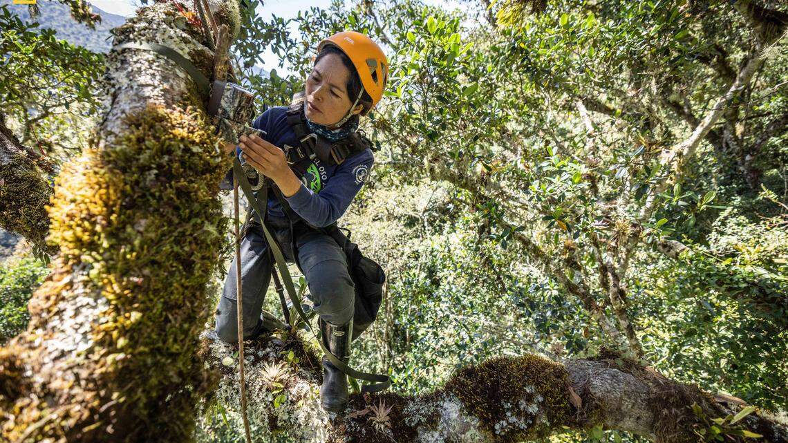 Ruthmery Pillco Huarcaya (pictured) and researchers in Manu National Park, Peru used trail cameras and camera collars to learn more about an elusive Andean species.