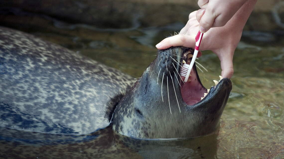 This 33-Year-Old Harbor Seal Loves Petting, Hugging and Swimming With His ...