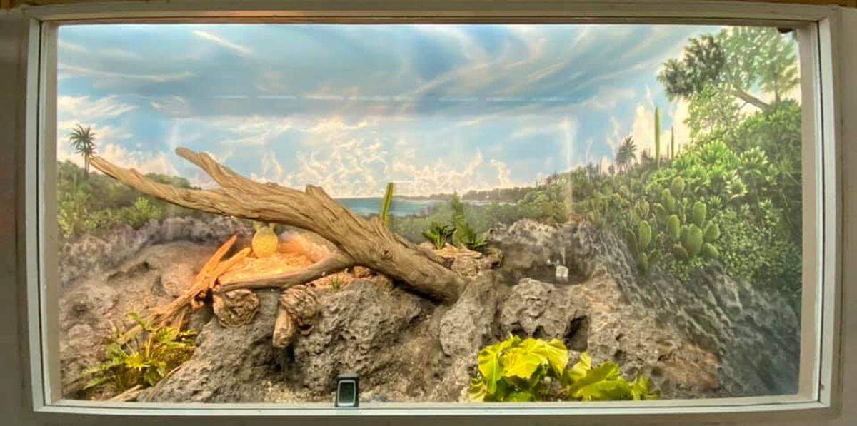 Un vistazo al recinto de la Cyclura Ricordii que está a punto de ser terminado en el proyectado zoológico y centro de conservación Iguanaland en Punta Gorda, Florida.