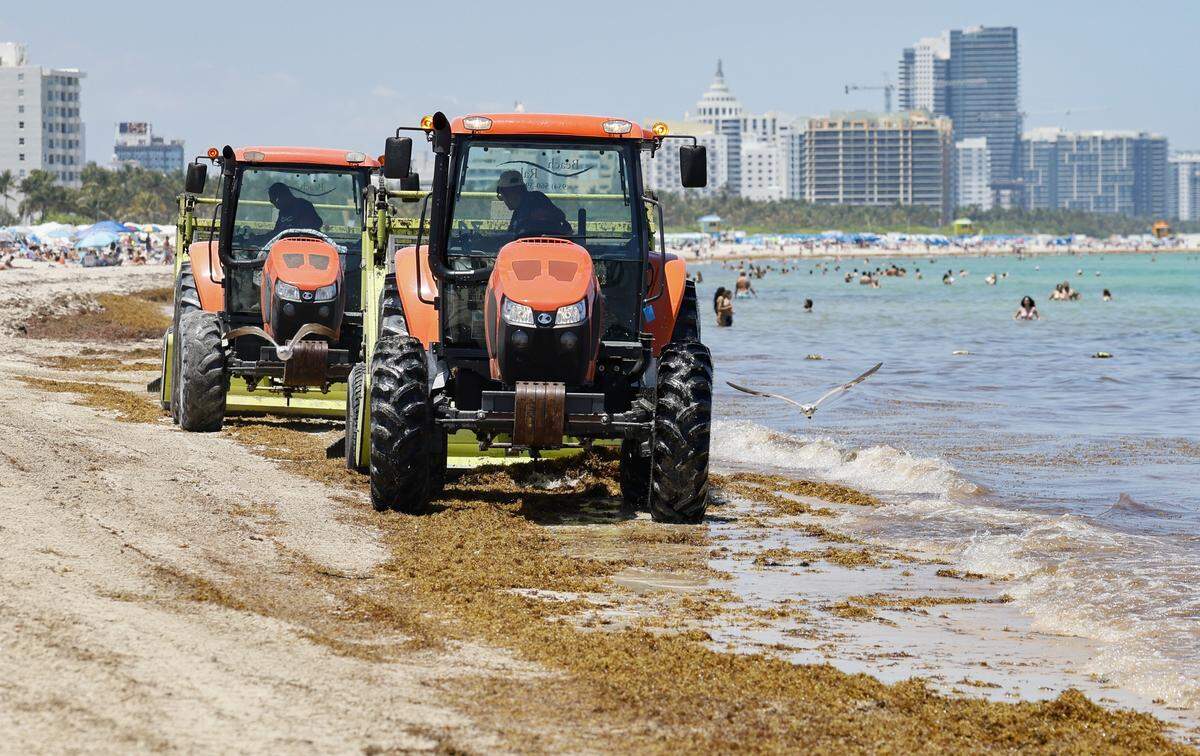 Miami-Dade spends nearly $4 million a year to rake sargassum off its beaches and take it to the landfill as seen here along South Beach.