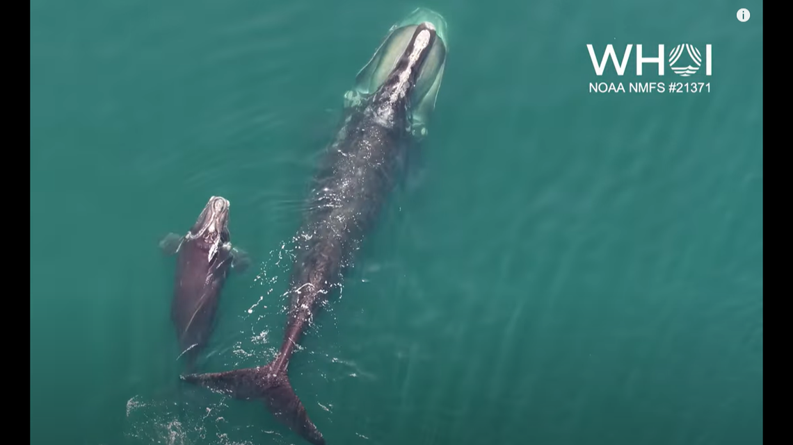 Rare footage of a North Atlantic right whale calf suckling from its mother was recorded in New England’s Cape Cod Bay, according to the Woods Hole Oceanographic Institution.