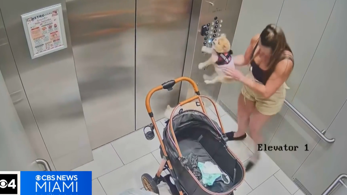 Abused dog’s second-chance home ends in more brutal beatings, cops say
