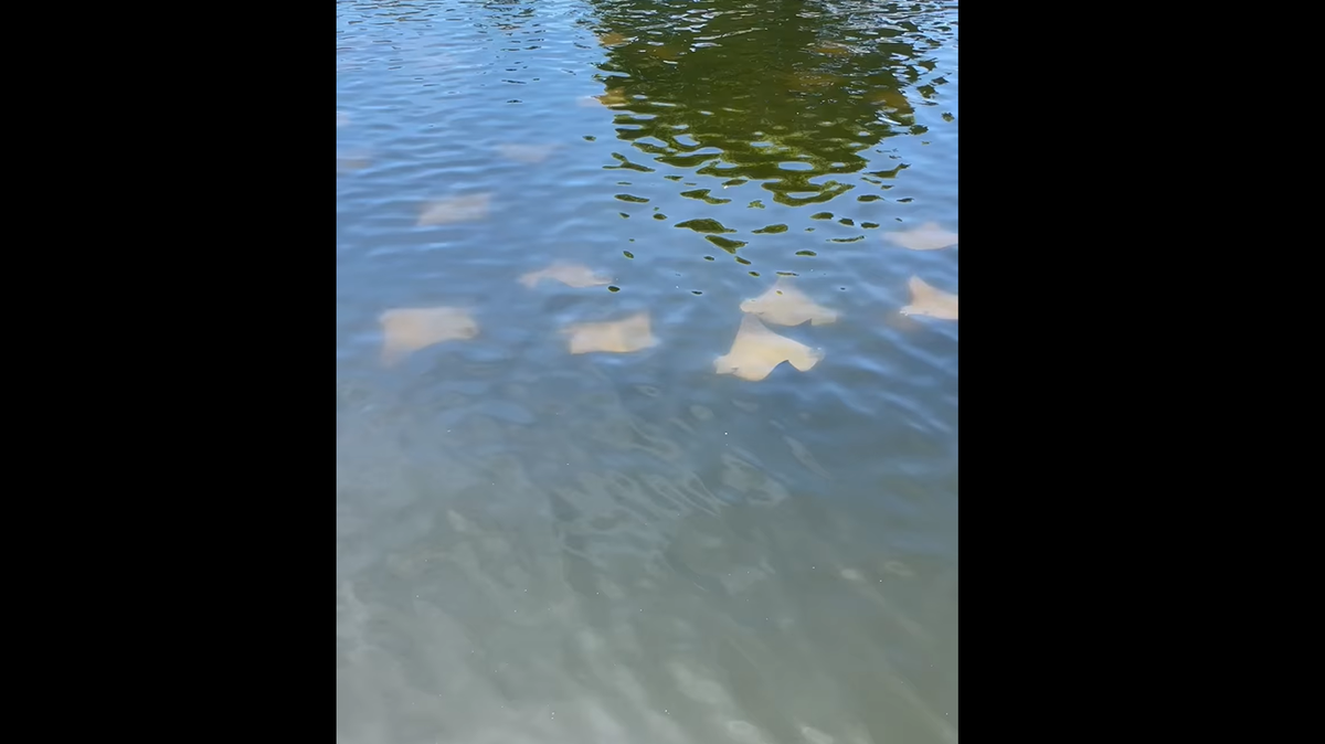 School of stingrays spotted in canal near Marco Island home Monday morning.