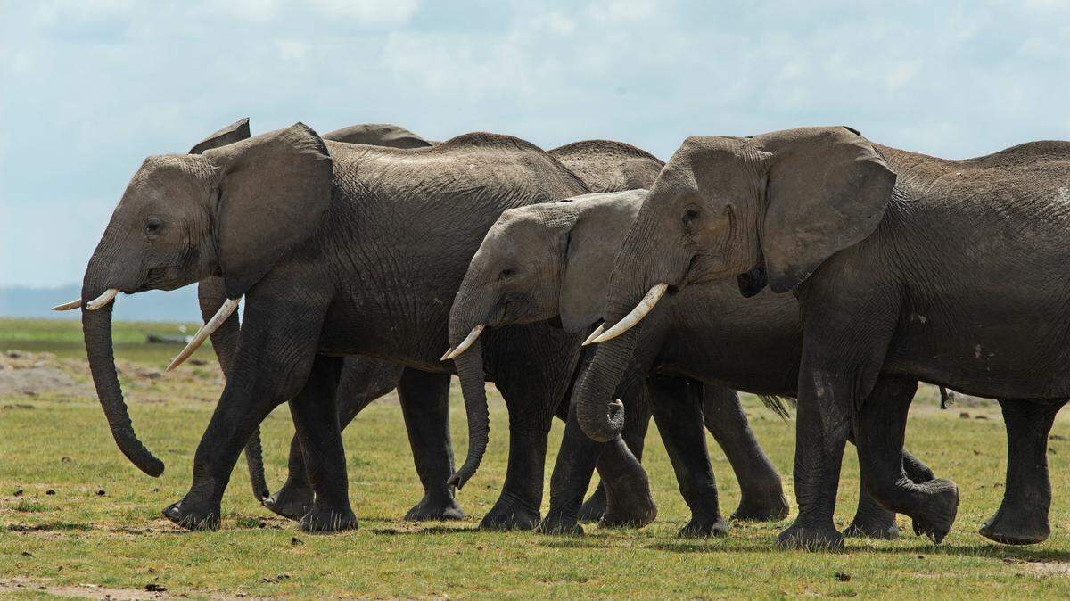 herd of war elephants