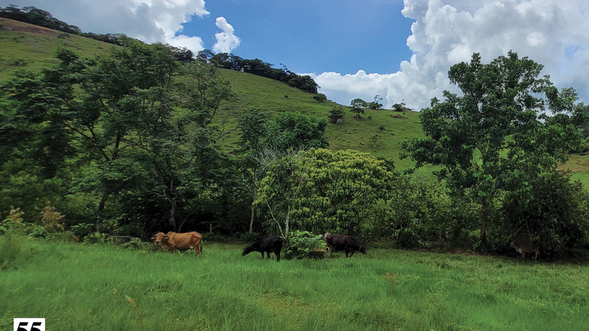 In the mountainous cacao farms of Colombia, a new species mimics another animal.