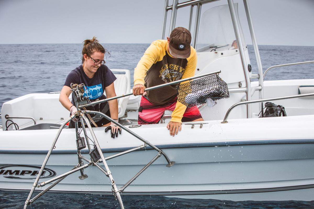 Researchers drop a baited underwater video station, known as a “chum cam,” to record images on a coral reef as part of the FinPrint study led by FIU scientists.