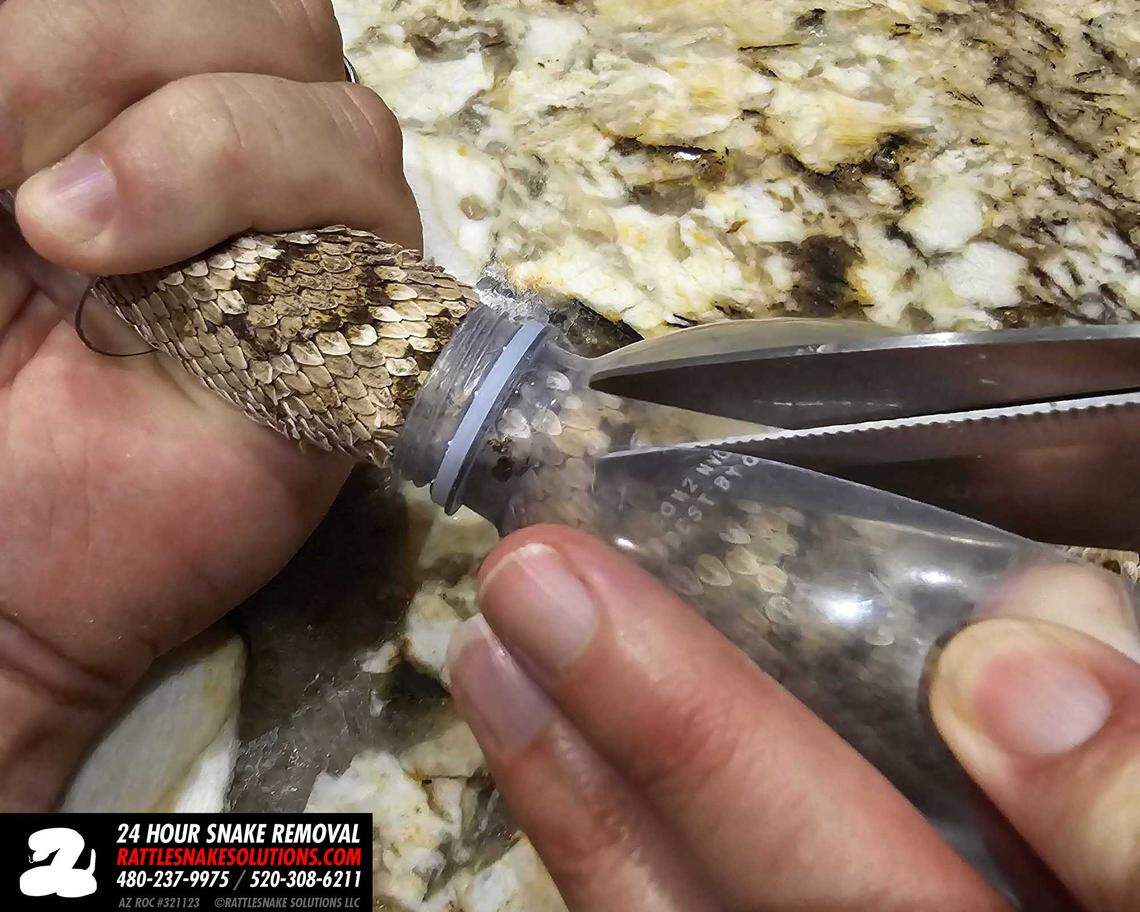 Tim Agnello and his wife, Wendy, worked to cut the snake out of the plastic bottle over a 5-minute period, he says.