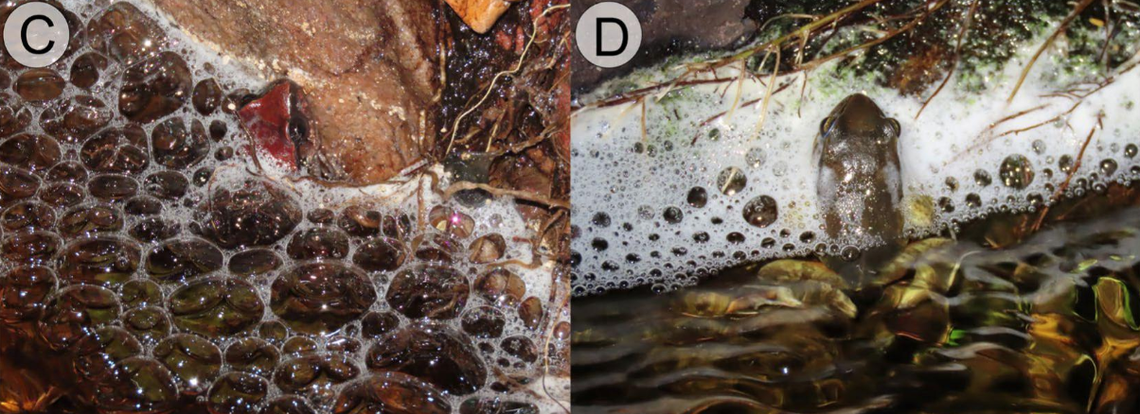 Males of the species were found calling while sticking halfway out of the water.