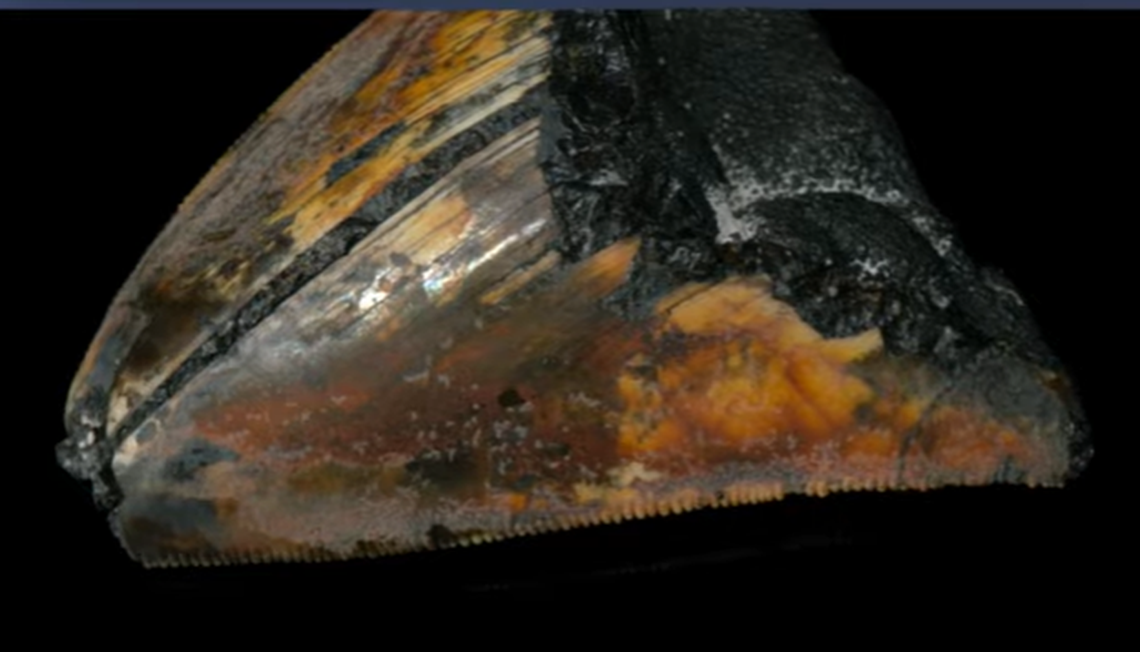 A large ancient tooth seen 10,000-feet deep in the ocean is being hailed a first for scientists, as the only known case of a megalodon shark fossil being found in its original resting place on the Pacific seafloor.