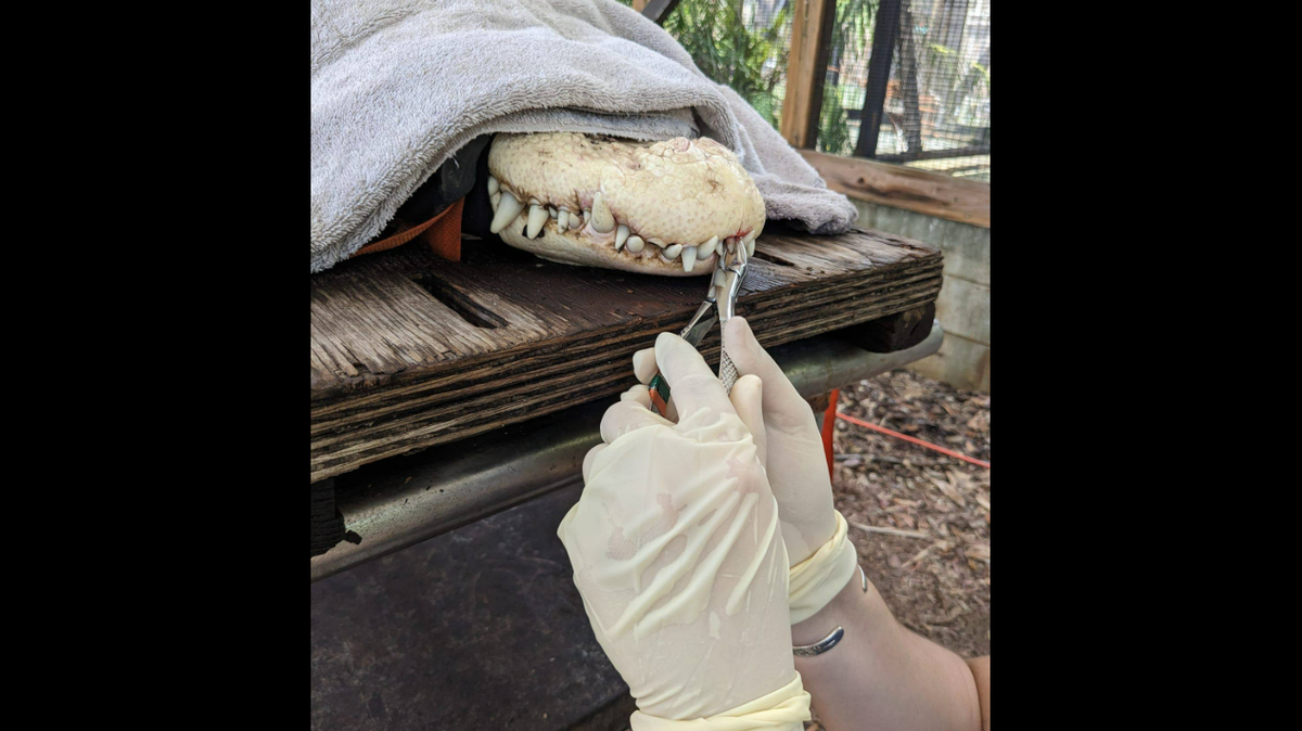Dr. Bridget Walker extracted three teeth from Mr. Bones, and gave him strong pain medication afterward, officials say.