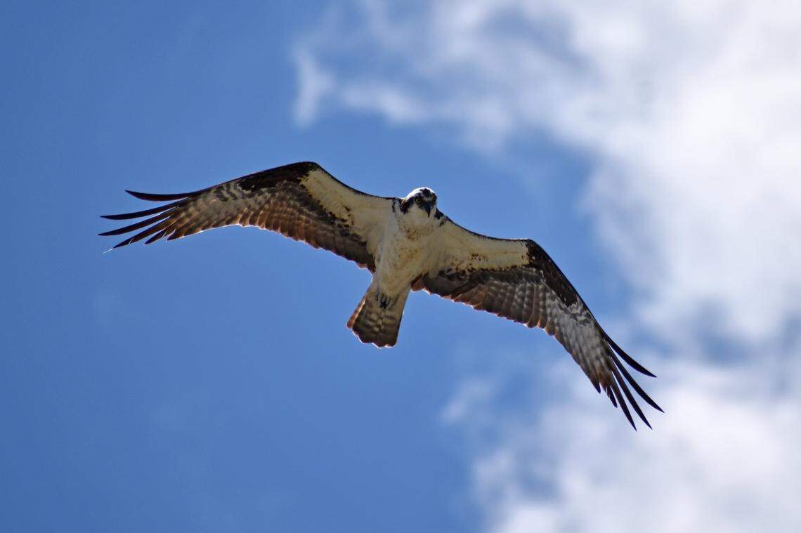 An osprey was caught in the netting of a Topgolf driving range before its rescue in Virginia.