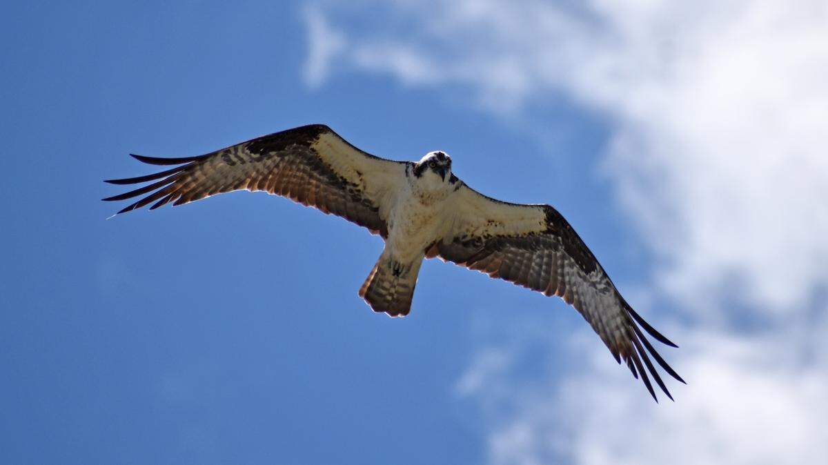 Ospreys, like the one seen in this file photo, can be seen at Hawk Mountain Sanctuary in Kempton, which was recent named the best outdoor adventure in Pennsylvania by National Geographic.