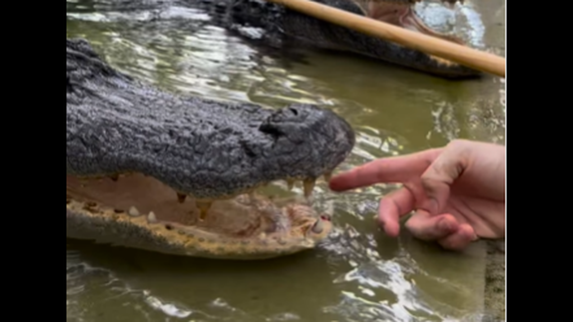 Video of Chris Gillette’s attempt to pull an alligator’s loose tooth has gotten thousands of views on social media.