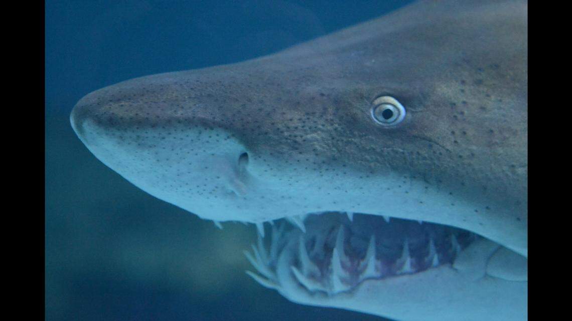 Scientists have discovered that growing evidence of ocean warming might actually make shark’s teeth more durable. This is a sand tiger shark photographed in North Carolina.