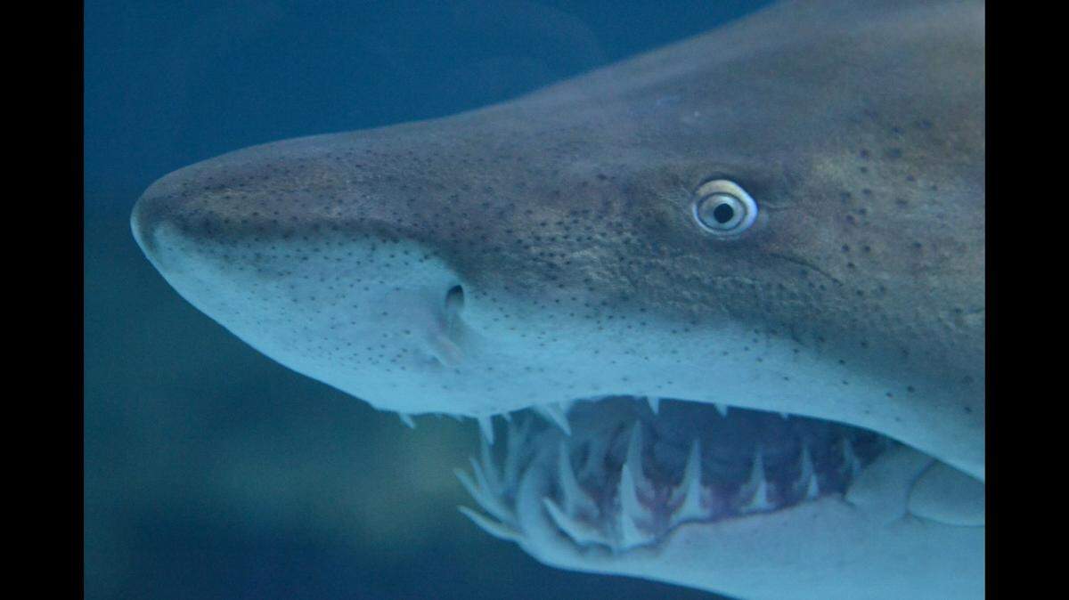 Scientists have discovered that growing evidence of ocean warming might actually make shark’s teeth more durable. This is a sand tiger shark photographed in North Carolina.