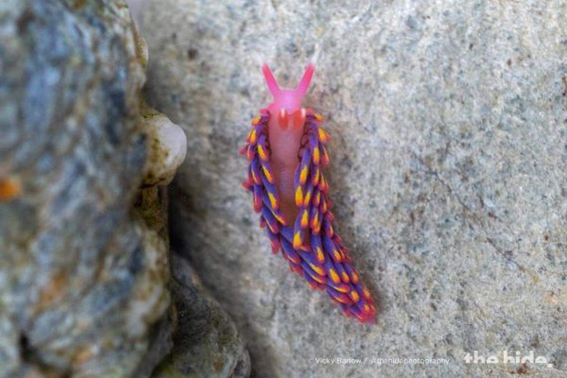 The rainbow sea slug perched on a rock.