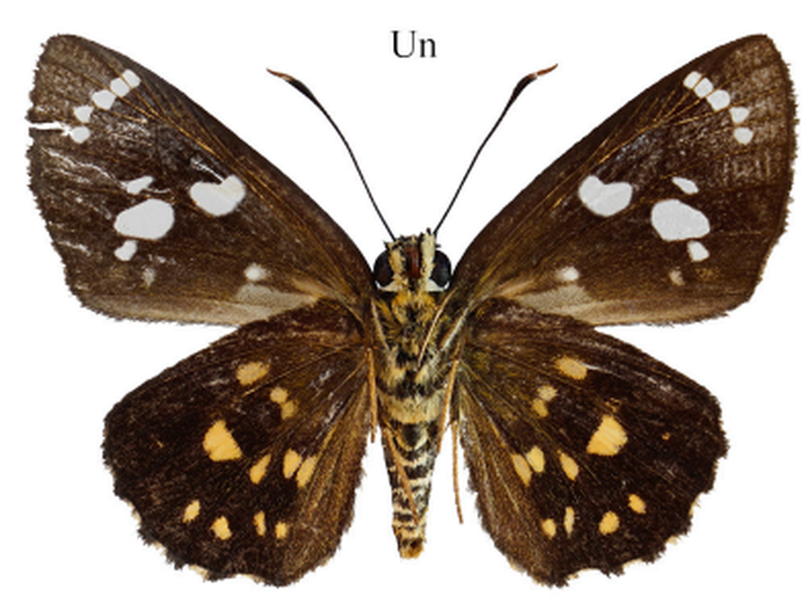 The new species is named after one of the authors’ daughters, according to the study.