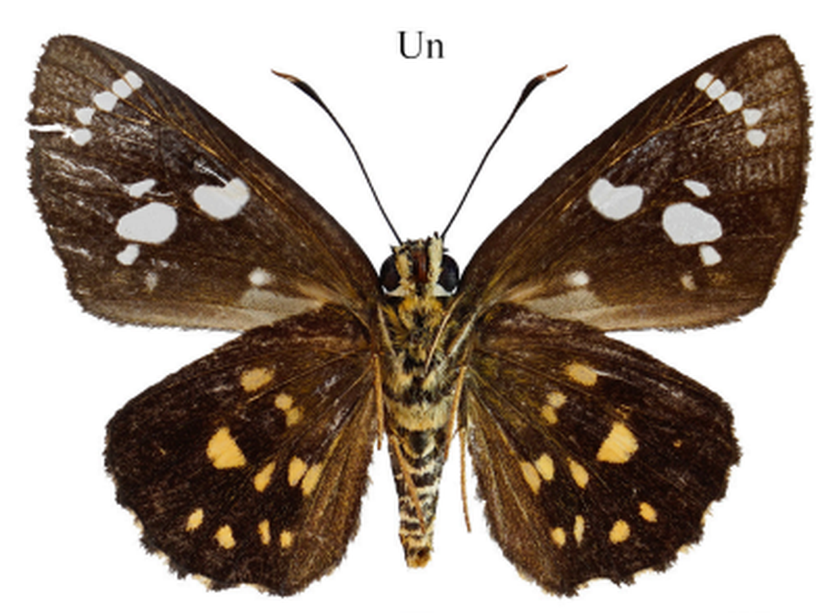 The new species is named after one of the authors’ daughters, according to the study.