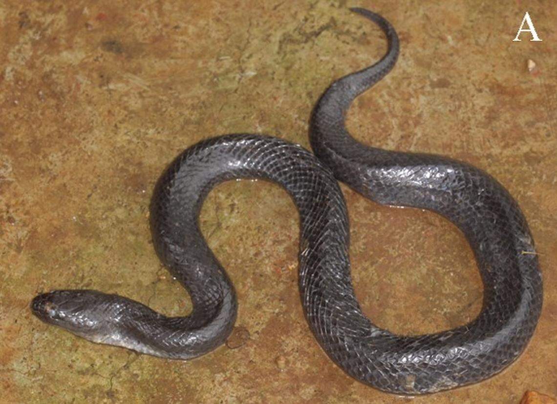 A female snake pregnant with 12 babies was collected from a wetland fishing net, scientists said.