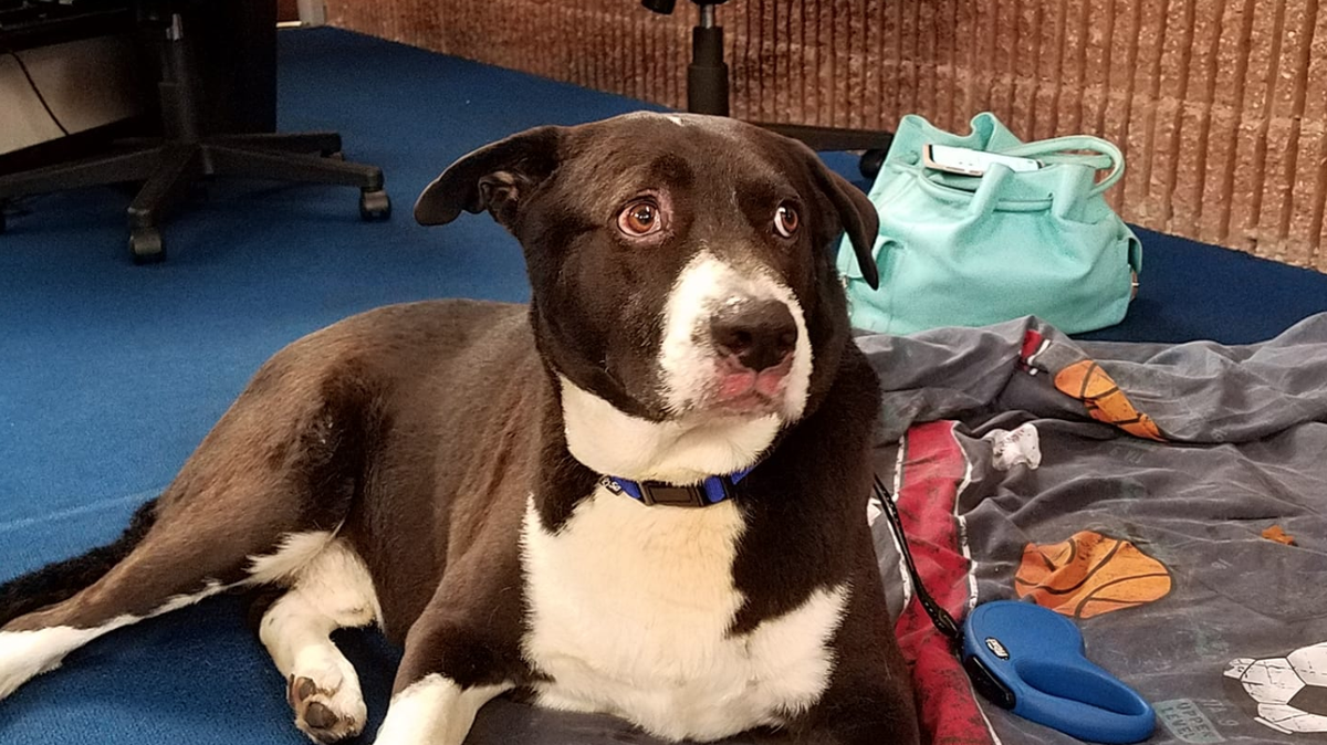 Two days after an explosion destroyed Brian Ott’s house in Taylor, Pennsylvania, his dog Buddy was finally taken into safety. Neighbors saw Buddy for two days after the blast, then he was finally taken in.