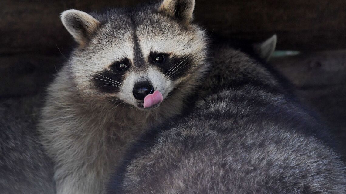 A raccoon in Fort Lauderdale tested positive for rabies and pet owners are under alert