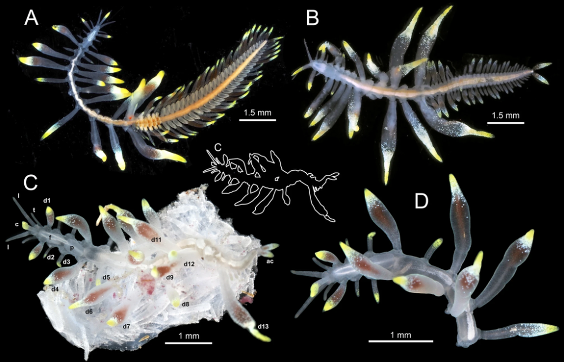 The new species of marine worm appears to be mimicking nudibranchs, or sea slugs, researchers said.