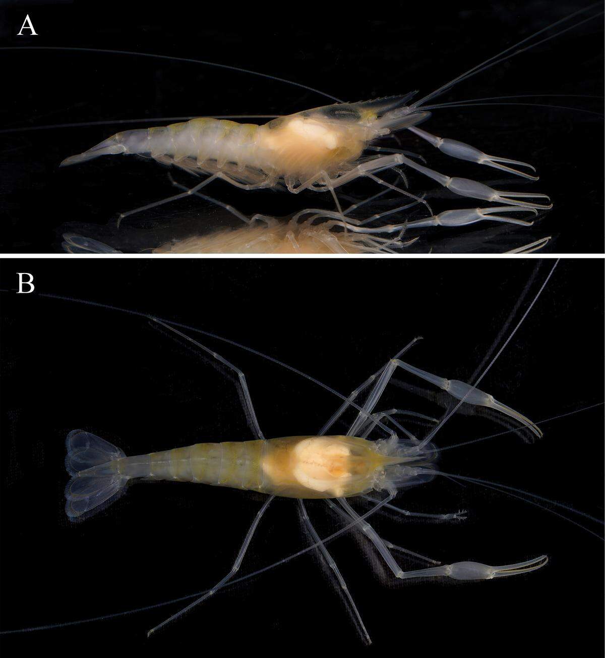 An adult male Microbrachium guizhouense.