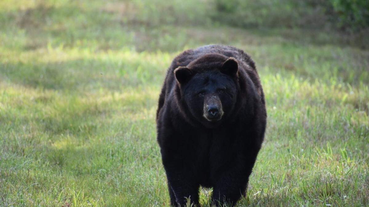 Limited bear hunting made its official return to Louisiana in December due to the bear population rebounding after three decades of protection, the state says. This is not the large bear killed by hunter Deron Santiny.