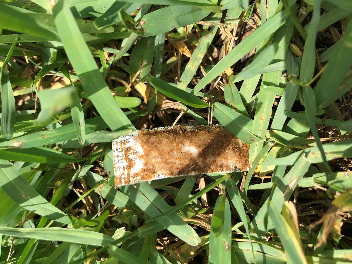 Miami-Dade County has begun distributing 275,000 fishmeal-covered plastic containers that have the rabies vaccine inside. The hope is to stem rabies outbreaks like the ones that worried homeowners in south and north Miami-Dade throughout last year.