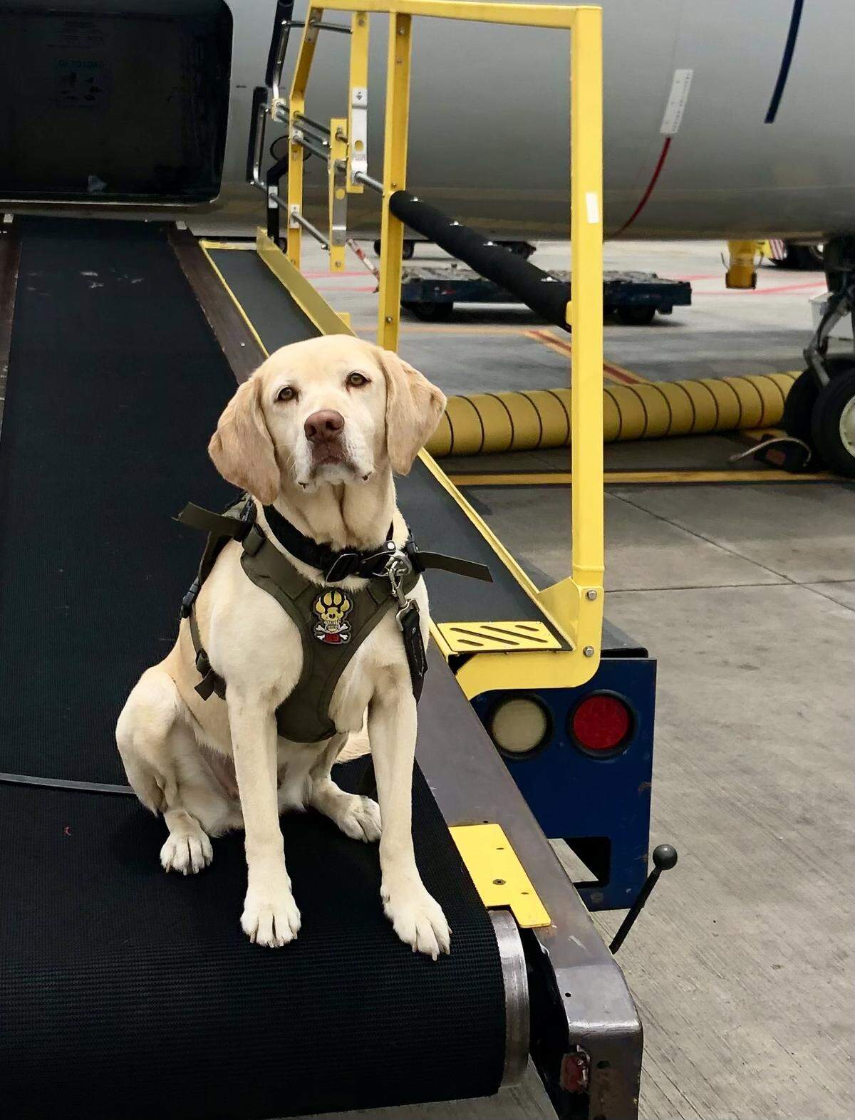 Roxi, a K9 dog was injured after being in a crash on Thursday night while her partner pursued an accused drug trafficker.