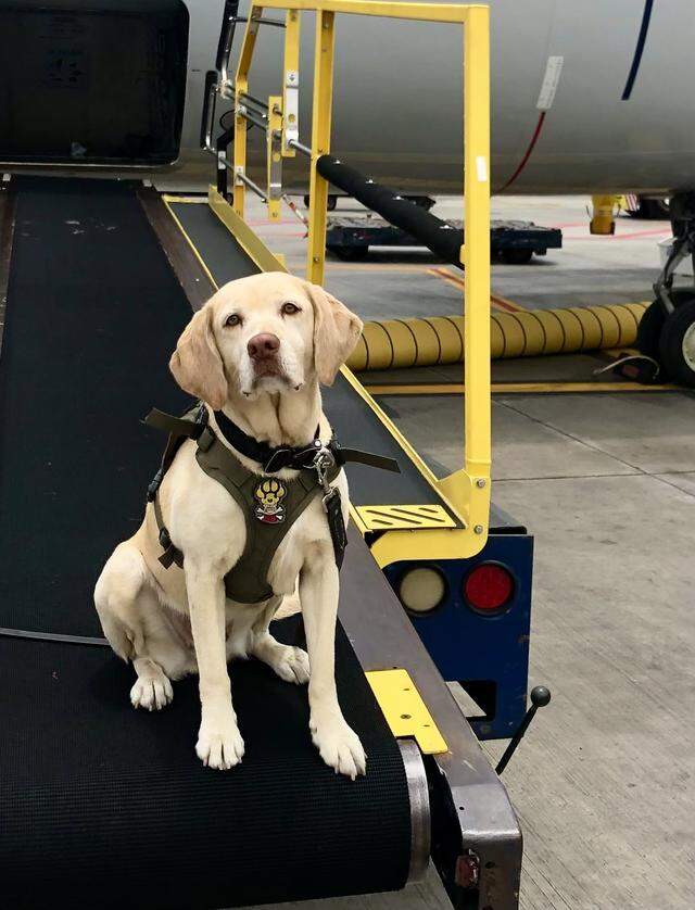 Roxi, a K9 dog was injured after being in a crash on Thursday night while her partner pursued an accused drug trafficker.