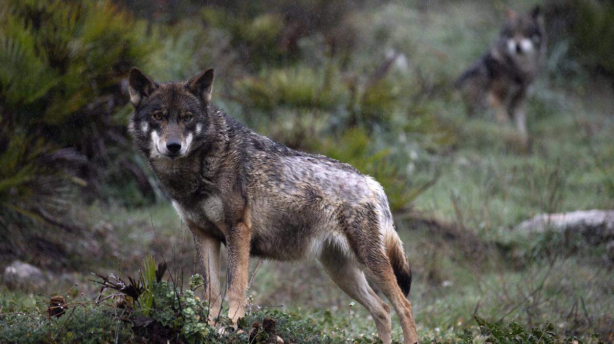 An Iberian wolf roams inside an enclosure at the Lobo Park in Antequera near Malaga, southern Spain on February 22, 2025. Iberian, European and Hudson Bay wolves live in huge enclosures at the park which is open to the public to vist and study wolf behaviors and wolf pack dynamics. (Photo by JORGE GUERRERO / AFP) (Photo by JORGE GUERRERO/AFP via Getty Images)