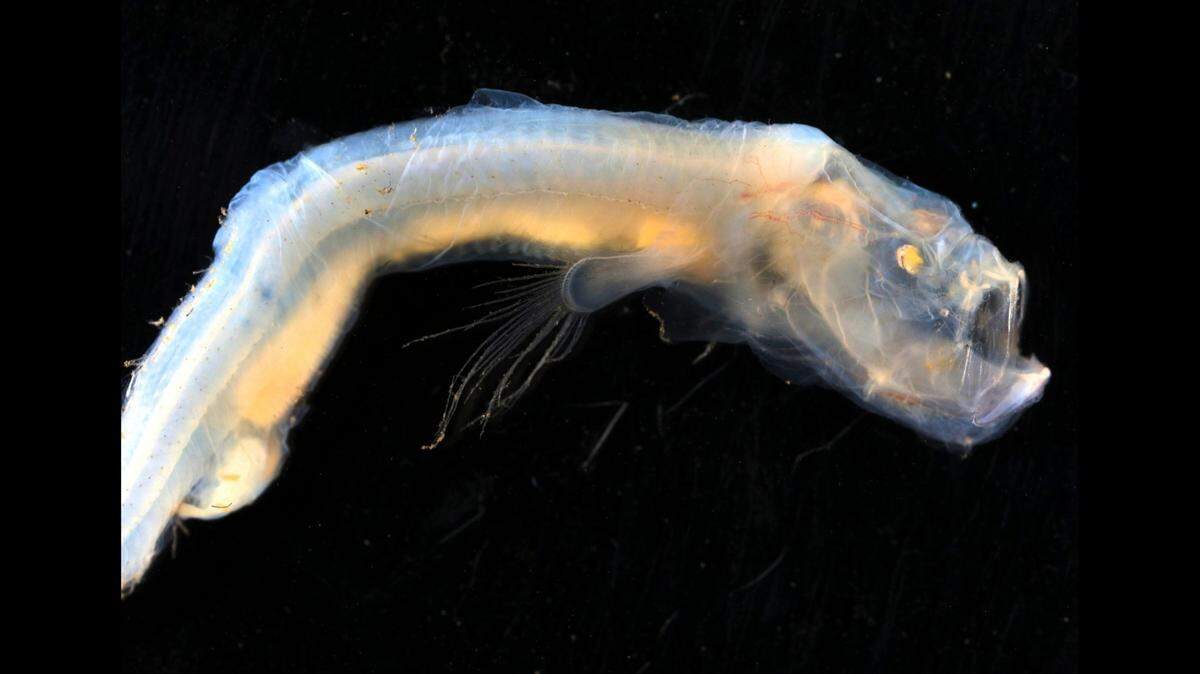 A newly discovered species of blind eel.