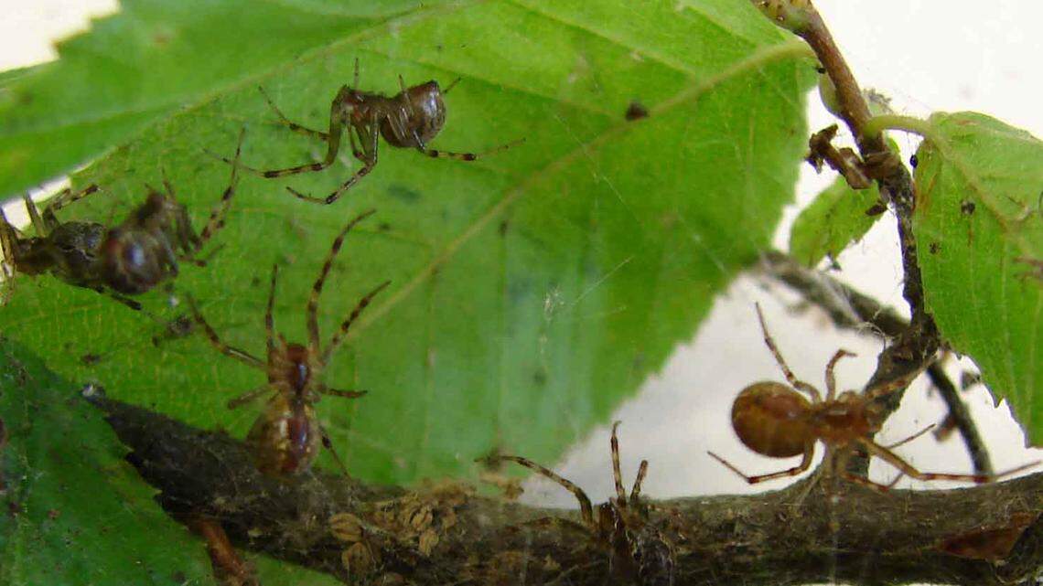 New research shows that the more aggressive the Anelosimus studiosus spider is, the better chance they’ll survive a hurricane.