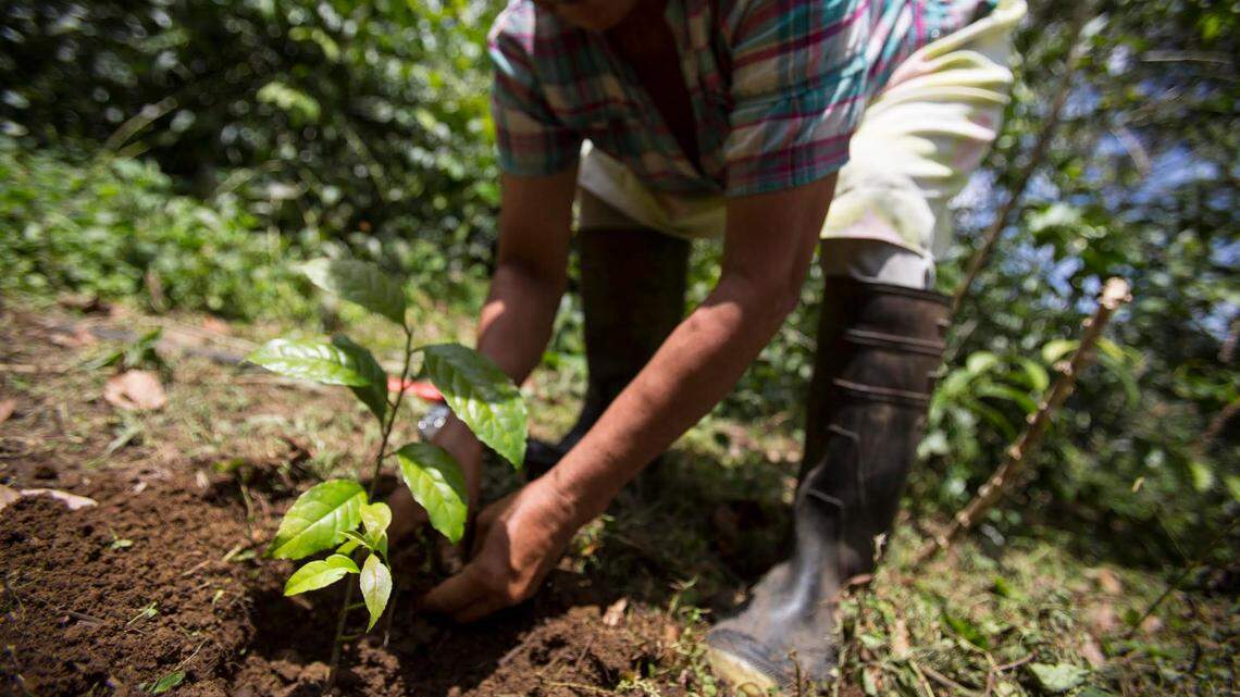 Often, coffee and other farm workers in Central America are forced to look for jobs elsewhere.