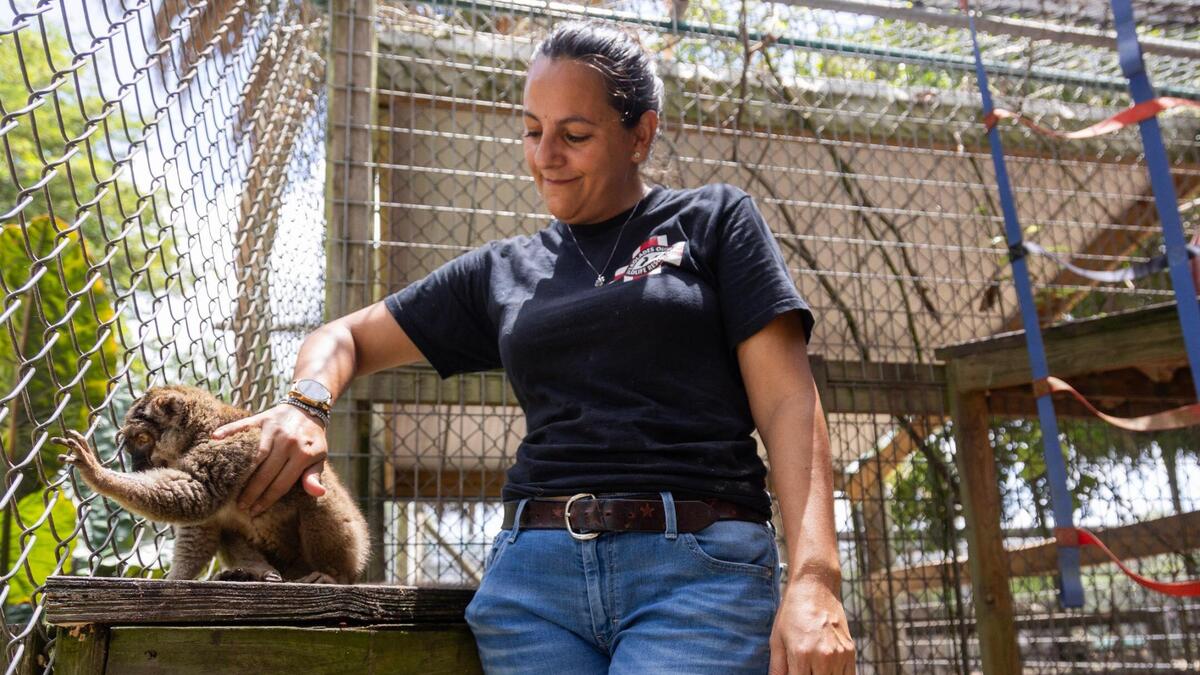 Martha Frassica-Rivera pets Kenya the common brown lemur, 44, after feeding him on Aug. 7, 2023. Kenya’s teeth were removed by his previous owner, so his food has to be cut up really small.