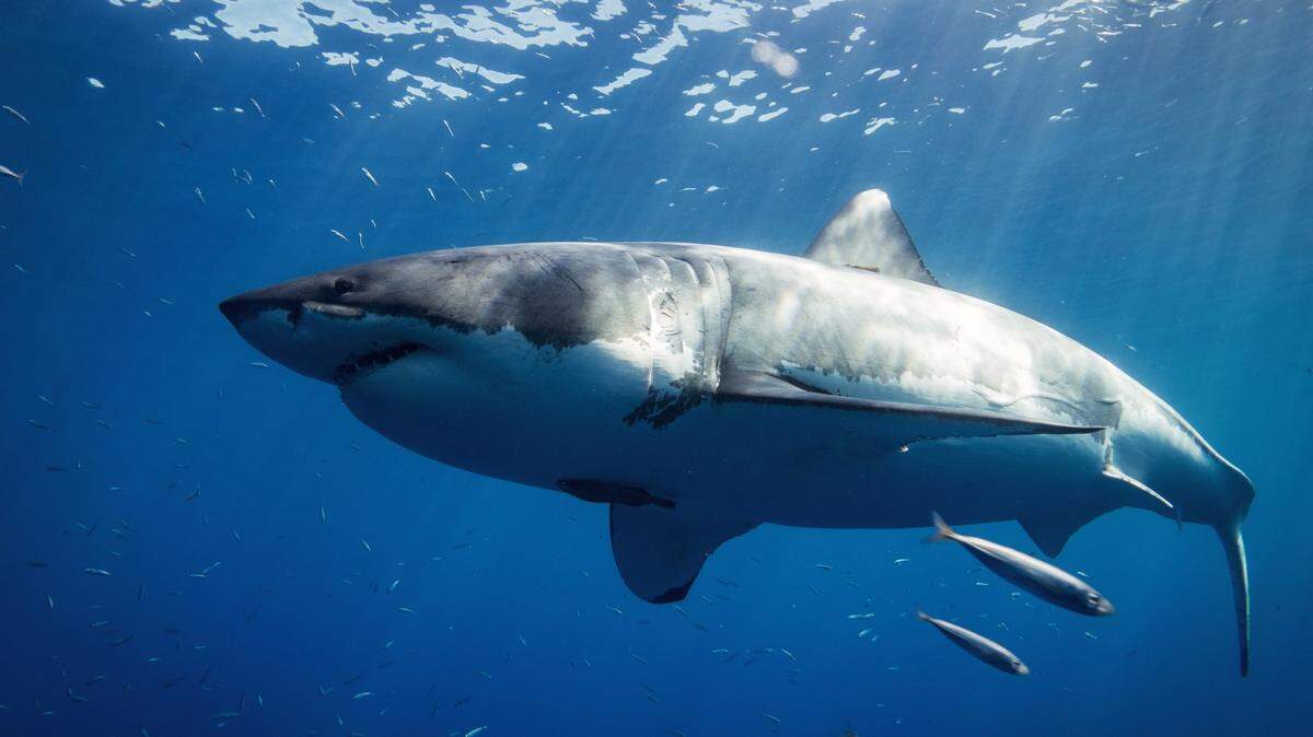 A great white shark attacked a teenager spearfishing at Goode Beach near Mistaken Island in Albany, Australia, before the victim’s best friend rescued him.