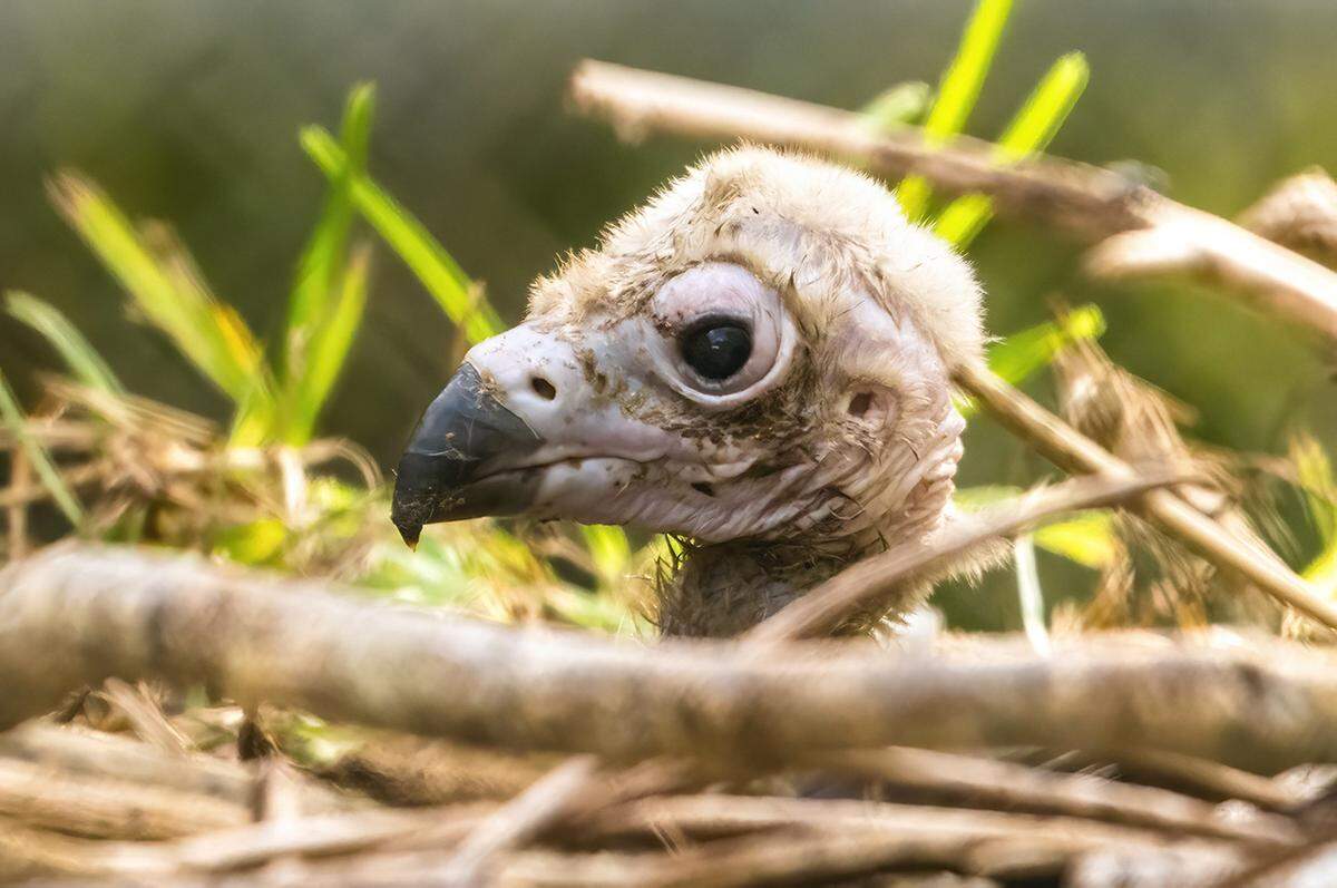 Zoo Miami’s newest cinereous vulture was born on April 21.