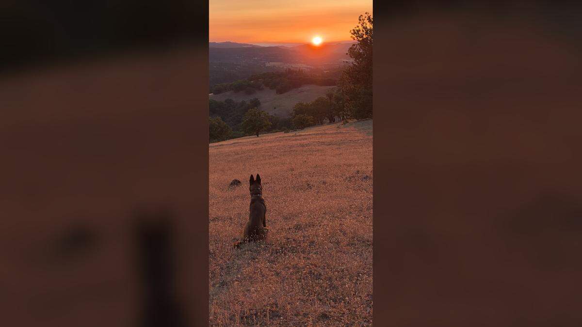 Andrew Pollack’s German Shepherd, Sonny, enjoys the views from a 310-acre lot in Eagle Point, Oregon, that Pollack and his wife, Julie Phillips Pollack, plan to purchase. Pollack’s daughter, Meadow, was killed in the 2018 Parkland shooting. The family left Broward County in December, frustrated and angered by the actions of police and school administrators there.