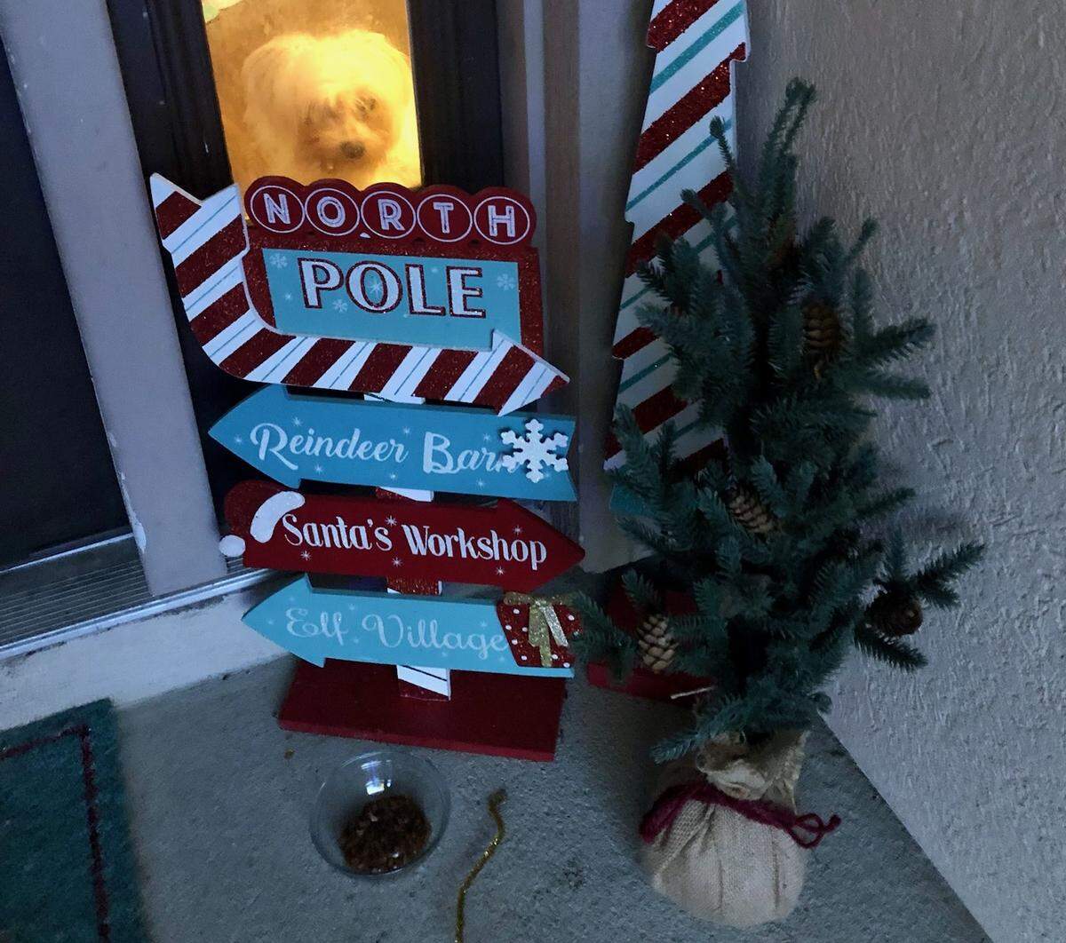 A dish of cat tuna and pipe cleaners are set among the holiday decorations to entice the runaway kitty in this Florida tale that threatens to ruin Christmas to return to her Jacksonville home.