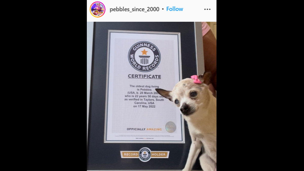 Pebbles’ owners called her the “beacon of our lives.”